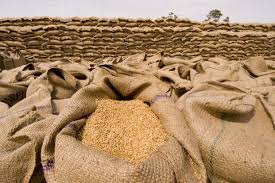 چگونه ۲ دستاورد مهم اقتصاد مقاومتی در زمینه گندم و شکر از دست رفت؟/ واردات گندم از یکسال پیش طراحی شد!