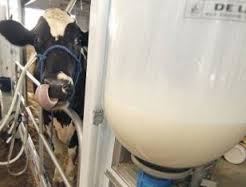 الزام صدور فاکتور رسمی برای فروش شیرخام به کارخانجات