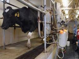 هزینه تولید هر کیلوگرم شیرخام، ۱۵۷۰ تومان است/ شیرخام ایران، گران نیست