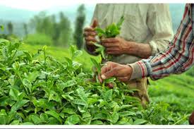 شورای اقتصاد قیمت خرید چای را مشخص کرد