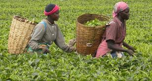 تلاش بانک مرکزی کنیا برای صادرات چای به ایران