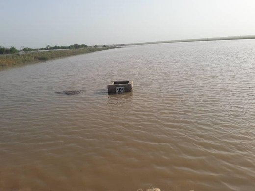 مزارع کشت و صنعت نیشکر امام خمینی (ره) خوزستان زیرسیلاب رفت