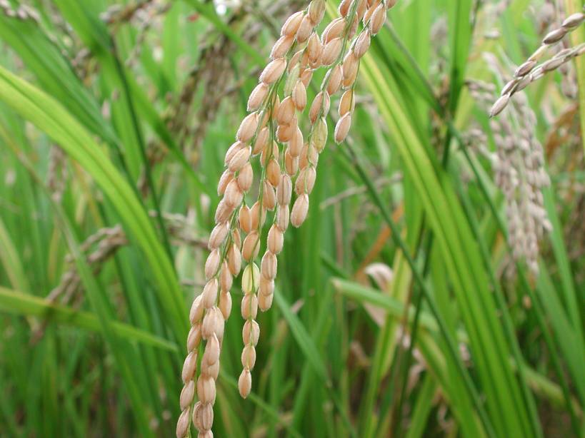 تولید ۷۲۰ میلیون تن شلتوک برنج در جهان