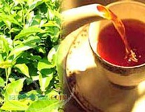 کاهش 30 درصدی تولید چای در کشور 