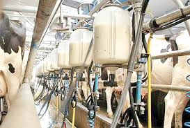 قیمت جدید شیرخام تعیین شد/ ۶۴۰۰ تومان درب گاوداری