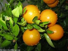 پرتقال‌هایی که برای عرضه در بازار رنگ‌آمیزی می‌شوند