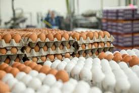 ثبات قیمت در بازار تخم مرغ از هفته آینده/ افزایش قیمت نان ممنوع است