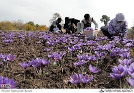 افغان‌ها سارق جدید زعفران ایرانی 