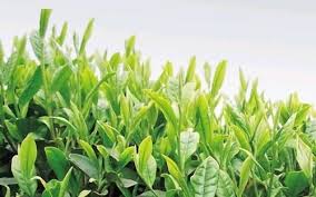 ۴۰درصد باغات چای رها شده‌اند/ نرخ خرید تضمینی ۵۰ درصد افزایش یابد