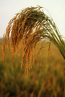  قیمت خرید تضمینی انواع برنج  برای سال زراعی 95-94 