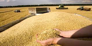 رشد 9 دلاری قیمت گندم در بازارهای جهانی