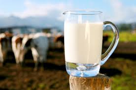 جذب کلسیم شیرهای کم‌چرب در بدن بیشتر است/ روزانه 4 سهم لبنیات مصرف کنید