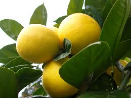 با لیمو ترش از بیماری‌ها دور شوید  
