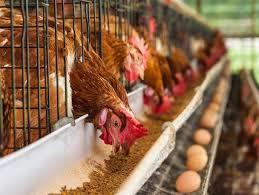 تحویل ۷۸ هزار تن ذرت به مرغداران طلبکار/ قیمت هر مرغ تخمگذار ۲.۵ برابر شده است/ واردات ۱۰ هزار تن تخم‌مرغ از ترکیه
