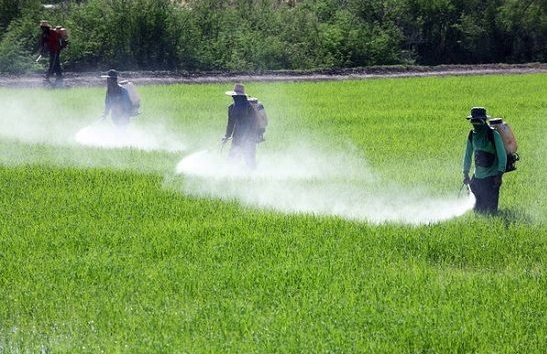 پیدا و پنهان آفت کشی در کشاورزی ایران