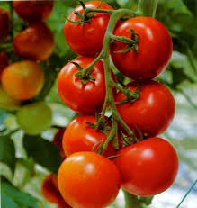 وزارت جهاد کشاورزی مسئول کمبود‌ محصولات باغی از جمله گوجه است 