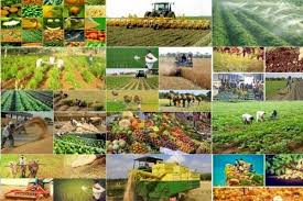 تولید محصولات کشاورزی در سال جاری به ۱۲۸ میلیون تن می رسد