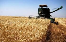 نامه کشاورزان به نوبخت برای اعلام نرخ تضمینی گندم/ نرخ گندم مطابق با تورم افزایش یابد