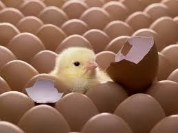 ممنوعیت صادرات تخم مرغ نطفه‌دار گوشتی و تخم‌گذار لغو شد