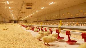 جوجه‌ریزی مرغ مادر تا یک سوم کاهش یافت/ واحدهای تولیدی مشکل کمبود نهاده‌های دامی را ندارند/ واردات تخم‌مرغ نطفه‌دار در حال انجام است