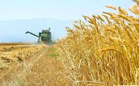 افزایش 6 دلاری قیمت گندم در بازارهای جهانی/ کشورها صادرات را محدود کرده اند