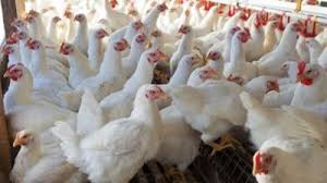 رشد ۵۳.۱ درصدی قیمت مرغ گوشتی در تابستان ۹۹