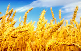 قیمت گندم از اواخر سال 2015 افزایش می‌یابد