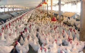 قیمت مرغ نباید بیشتر از ۲۹ هزار تومان باشد/ حل مشکل کمبود مرغ در بازار برای ماه های آینده