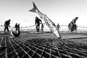 روسیه از ایران ماهی خریداری می کند