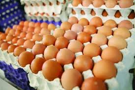 صدور ۶۹ هزار تن تخم مرغ در سال جاری