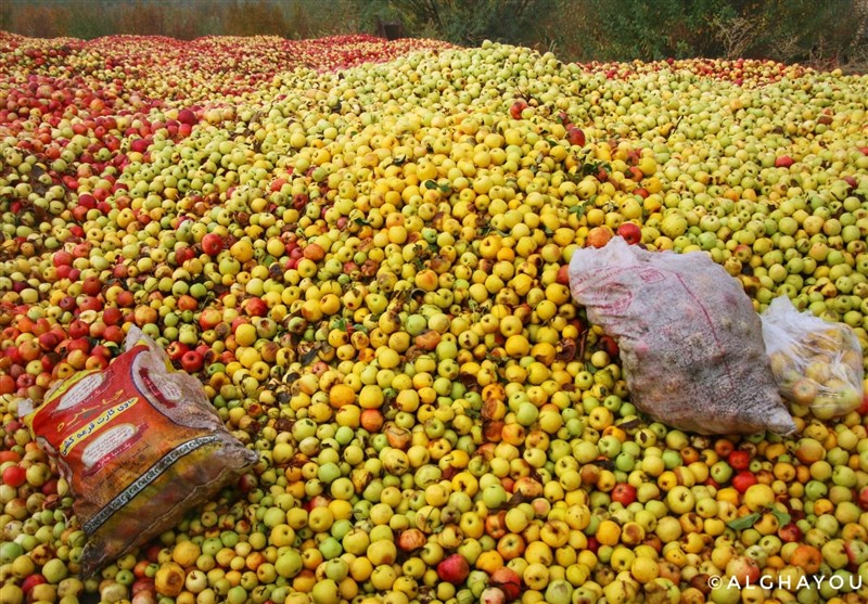 ۳۰ درصد سیب تولید امسال درجه ۳ بوده و قابل عرضه به بازار نیست