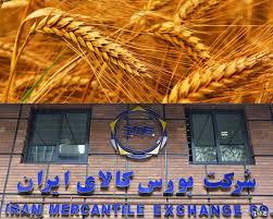 اولین عرضه گندم خوراکی ۴ استان کشور در قالب طرح قیمت تضمینی