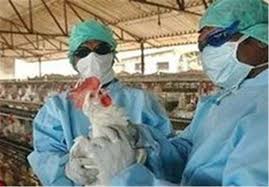 گسترش شیوع آنفلوانزای پرندگان در کشور