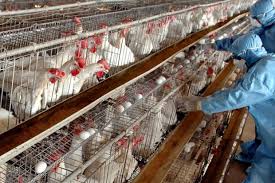 گزارشی از شیوع آنفلوانزای فوق حاد پرندگان در واحدهای صنعتی نداریم