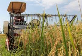 پیش‌بینی برداشت حداقل دو میلیون و ۴۰۰ هزار تن برنج داخلی