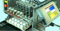 سوله پرینت غیرمجاز تخم‌مرغ کشف شد 