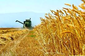 خرید تضمینی گندم در کشور از یک میلیون تن گذشت