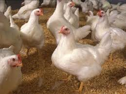 نرخ جدید مرغ و انواع مشتقات آن/قیمت به ۷۰۰۰ تومان رسید