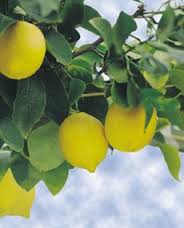 عدم تناسب بین تولید و مصرف لیموترش/ لیمو سال آینده ارزان می‌شود!