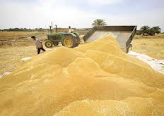 محموله‌های گندم وارد شده مجوز وزارت جهاد را داشتند 