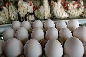 هشدار درباره وضعیت تولید تخم مرغ/ مسئولان در زمان افت قیمت‌ پنهان می‌شوند!