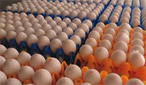 کاهش عوارض صادراتی تخم مرغ در گمرک