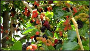 دانه میوه هایی که برای سلامت مفید هستند