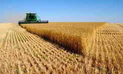 پیش‌بینی ۸ میلیون تن خرید گندم محقق شد/ آمادگی کشت گندم در سال زراعی جدید