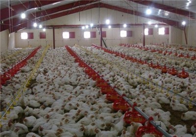 هزاران تن مرغ مازاد روی دست تولیدکنندگان مانده است/ کاری برای صادرات انجام نمی‌شود