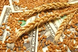 افزایش شدید قیمت گندم و خوراک دام در بازارهای جهانی/ دولت برنامه کاهش وابستگی را تدوین کند