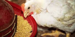 به مرغ ها بگوییم فعلا نخورید تا خوراک دولتی برسد؟